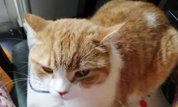 猫咪是如何卑微的向人类道歉的 猫咪是如何卑微的向人类道歉的