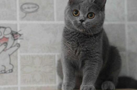 蓝短猫性格怎么样蓝短猫咪 蓝短猫性格怎么样蓝短猫咪