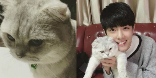 肖战的猫为什么叫坚果