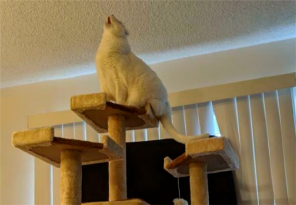 网友比平时晚到家5分钟,还没进门就被猫破口大骂,猫:你今天去哪里鬼混了? 网友比平时晚到家5分钟,还没进门就被猫破口大骂,猫:你今天去哪里鬼混了?