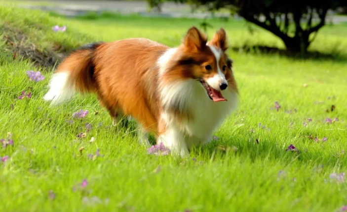 宠物王国外传梦幻糖果怎么得 宠物王国外传梦幻糖果怎么得