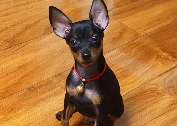 小鹿犬到处大小便怎么办 小鹿犬到处大小便怎么办