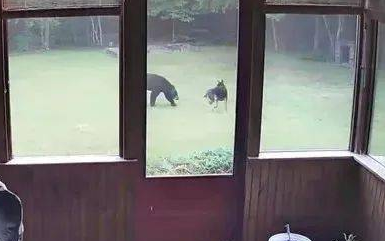 邻居来敲门：你家大德牧在院子里跟一头熊玩耍...