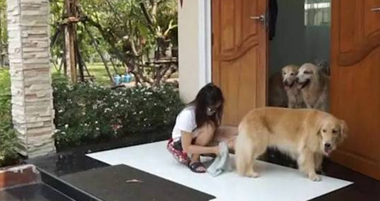 看完黄金猎犬们门口排队图片，深感它们的智商已超越自己了！