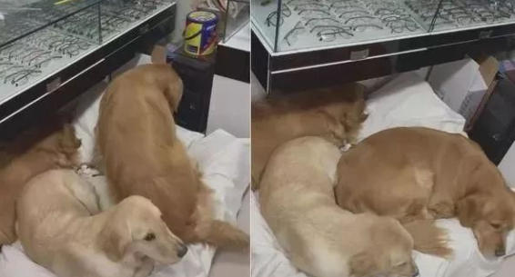 3只黄金猎犬一坐下,马上传来一阵凄厉的猫叫声,放大一看笑翻! 3只黄金猎犬一坐下,马上传来一阵凄厉的猫叫声,放大一看笑翻!