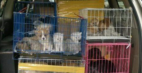 “广州帮帮宠物托运”收空运钱,改陆运致宠物金毛犬死亡 “广州帮帮宠物托运”收空运钱,改陆运致宠物金毛犬死亡