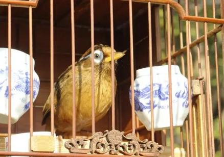 什么生肖不宜家里养鸟