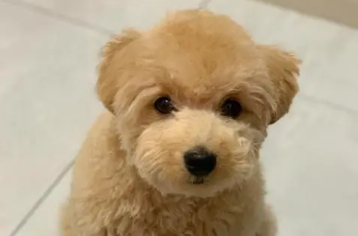 小泰迪一般多少钱 小泰迪一般多少钱