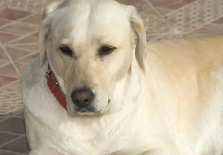拉不拉多拉犬多少钱 拉不拉多拉犬多少钱