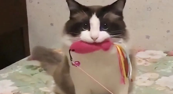 猫咪有这7个表现,说明是“聪明猫”,你家猫中几个? 猫咪有这7个表现,说明是“聪明猫”,你家猫中几个?