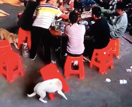狗狗的头卡在板凳里,直接顺走了,大叔没察觉一屁股坐在了地上! 狗狗的头卡在板凳里,直接顺走了,大叔没察觉一屁股坐在了地上!