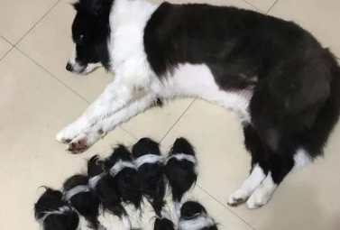 主人炫耀边牧生了10个“宝宝”,网友仔细一看笑疯... 主人炫耀边牧生了10个“宝宝”,网友仔细一看笑疯...