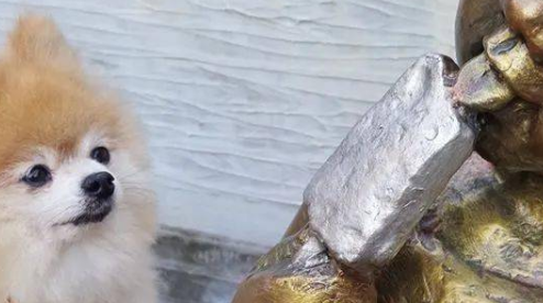 有人在吃冰棍!小博美馋得流口水,主人一看笑翻:那是假的啦! 有人在吃冰棍!小博美馋得流口水,主人一看笑翻:那是假的啦!