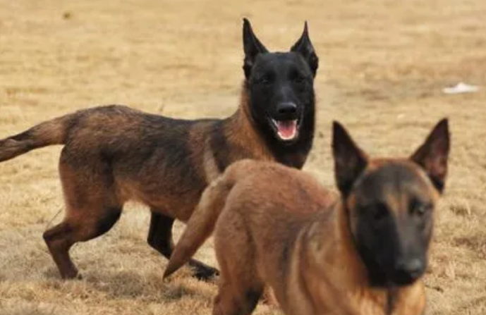 马犬如何训练教程 马犬如何训练教程