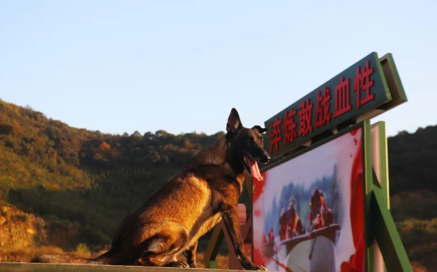 战力爆表的警犬是这样炼成的！”