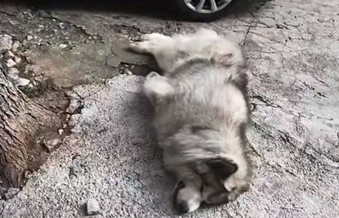 湖南郴州:因狗未拴绳疑被小车故意碾压致死,车主:拒绝道歉 湖南郴州:因狗未拴绳疑被小车故意碾压致死,车主:拒绝道歉