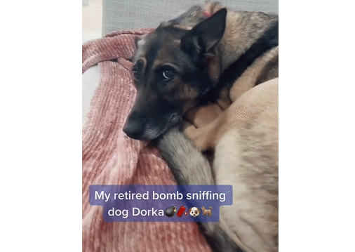 警犬退役后情绪很低落,铲屎官灵机一动,陪它演了一出戏... 警犬退役后情绪很低落,铲屎官灵机一动,陪它演了一出戏...