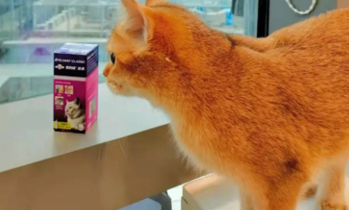 费利威对猫咪的作用是什么？