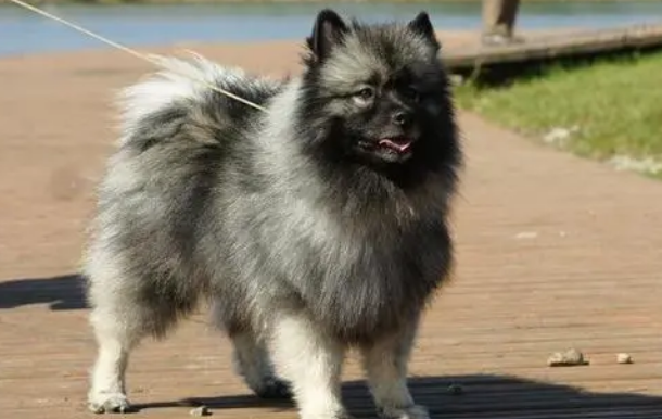 荷兰毛狮犬吃什么 食物要搭配合理 荷兰毛狮犬吃什么 食物要搭配合理