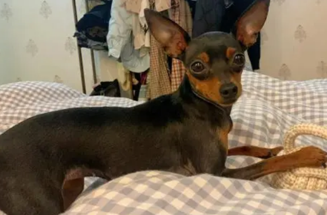 小鹿犬大概多少钱一只