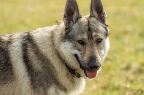捷克狼犬哪些城市允许