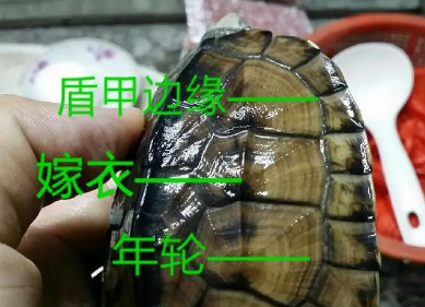 巴西龟年龄对照表