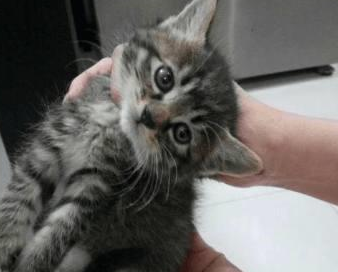 捡回一只流浪虎斑猫,黑猫对它宠爱有加 捡回一只流浪虎斑猫,黑猫对它宠爱有加