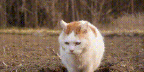 冷知识：我们是圈养猫，国外竟是散养猫，截然不同，真相是...