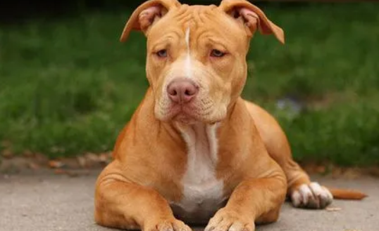 比特犬咬人被当场打死