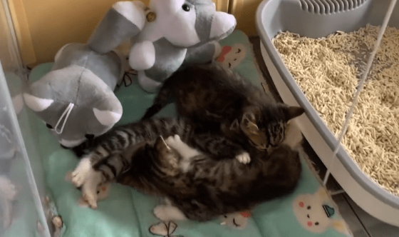 曾经在雨中险些被冻死的小奶猫们,当它们遇到对的人,它们也可以幸福满满 曾经在雨中险些被冻死的小奶猫们,当它们遇到对的人,它们也可以幸福满满