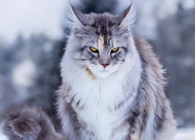 缅因猫性格图片