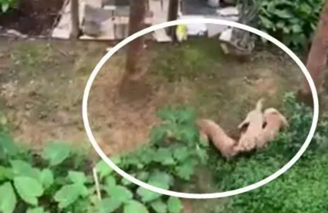 柳州这小区三只土狗疯狂咬死狸花猫！