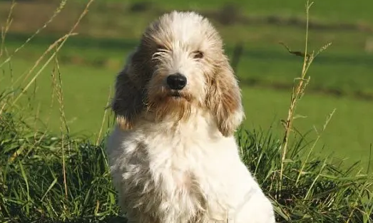 贝吉格里芬凡丁犬的特点 整体身体结构平衡 贝吉格里芬凡丁犬的特点 整体身体结构平衡