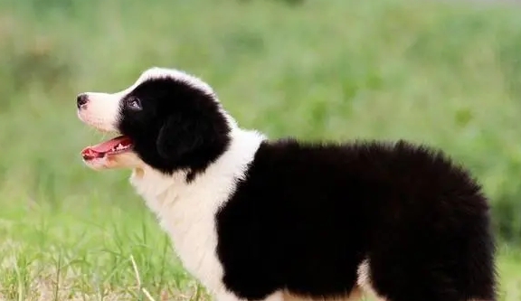 牧羊犬幼犬多少钱一只 牧羊犬幼犬多少钱一只