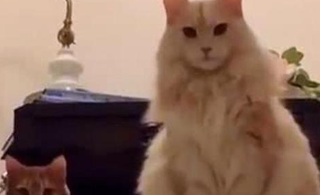 三只猫咪等候晚归的主人,猫咪们的表情亮了,铲屎的又去哪鬼混 三只猫咪等候晚归的主人,猫咪们的表情亮了,铲屎的又去哪鬼混