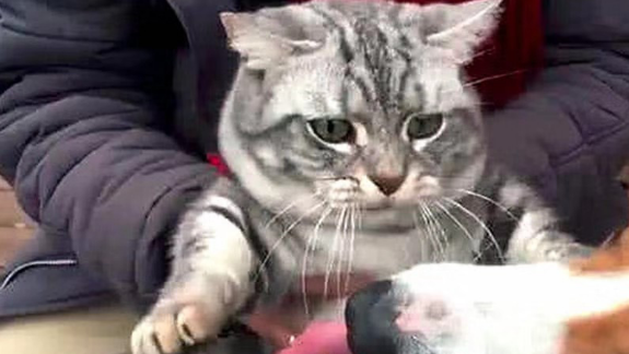 狸花猫到嘴的食物却被狗子截胡,一脸生无可恋的表情笑喷众人 狸花猫到嘴的食物却被狗子截胡,一脸生无可恋的表情笑喷众人
