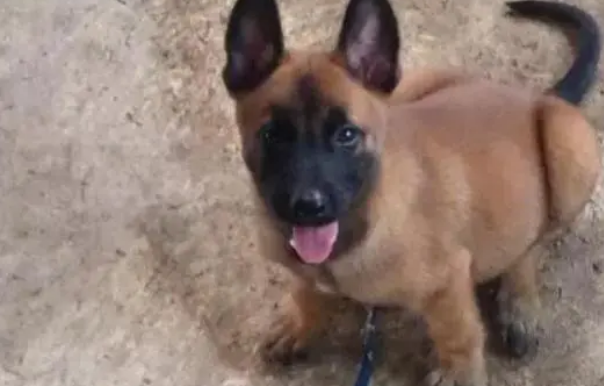 马犬如何挑选品相好的幼犬 马犬如何挑选品相好的幼犬