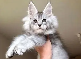 缅因猫淘宝价格 缅因猫淘宝价格
