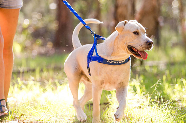 ezydog产品怎么样