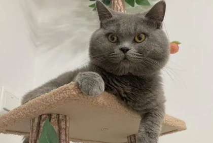 蓝胖子猫性格图片萌图