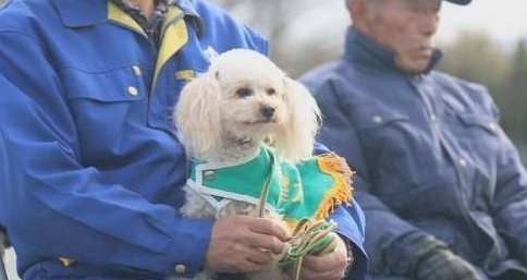 贵宾犬曾被虐又被遗弃，险些被人安乐死，被人拯救后变身成为警犬