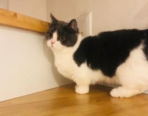 肖战的猫多少钱一只