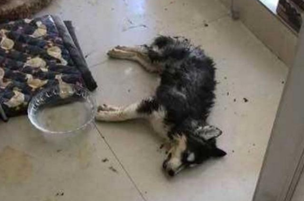二哈意外死在家中,四周杂乱无章,得知食物原因令主人心痛 二哈意外死在家中,四周杂乱无章,得知食物原因令主人心痛