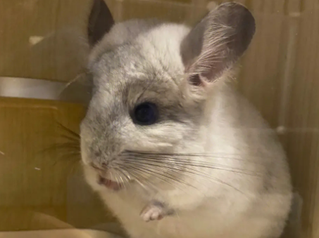 龙猫一生是不是只认一个主人 龙猫一生是不是只认一个主人