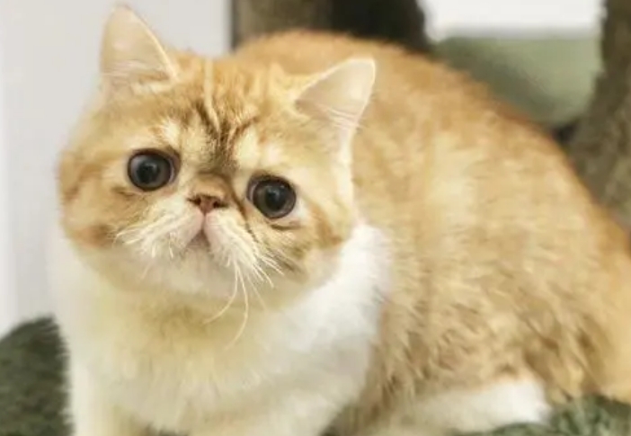 加菲猫的图片大全大图 加菲猫的图片大全大图