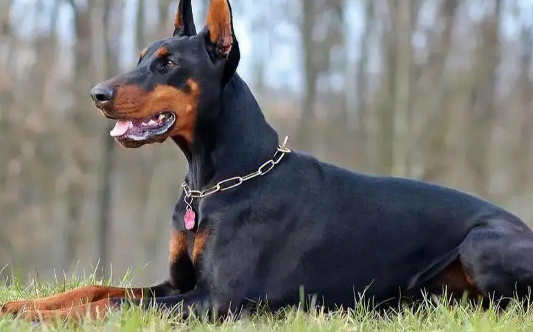 杜宾犬一般多少钱一只 杜宾犬一般多少钱一只