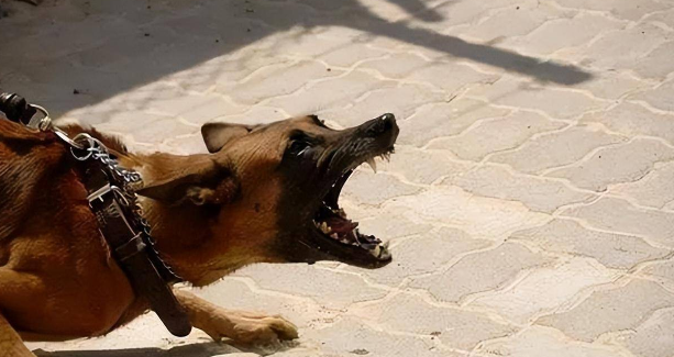 恶犬袭击孩童被当场打死,狗主人竟要孩子偿命,孩子父亲绝地反击 恶犬袭击孩童被当场打死,狗主人竟要孩子偿命,孩子父亲绝地反击