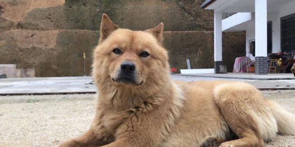 土松犬与土狗哪种好养? 土松犬与土狗哪种好养?