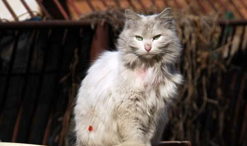 流浪猫捡到食物却偷偷藏起来，一路跟踪，发现它坚强又心酸的秘密
