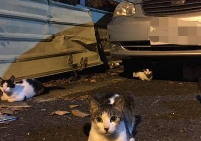 五只猫咪折手躺在车子旁边，就为了等车主来喂罐头，让网友们羡慕